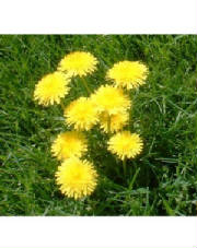 dandelions.jpg