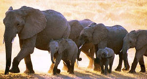 elephant-4.jpg