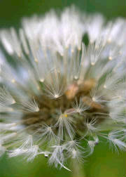 feathery.jpg