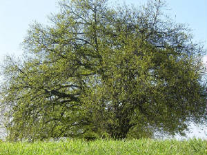 oaktree1.jpg