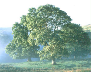 oaktrees.jpg