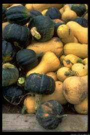 squash-32.jpg