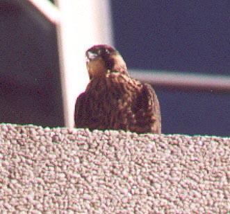 bailyfalcon.jpg