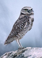 burrowingowl1-h.jpg