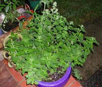 catnip1.jpg