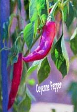 cayenne1.jpg