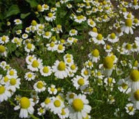 chamomile1.jpg