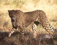 cheetah.jpg
