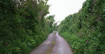 cornhedg2.jpg