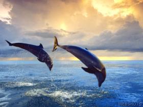 dolphin.jpg