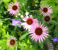 echinacea1.jpg