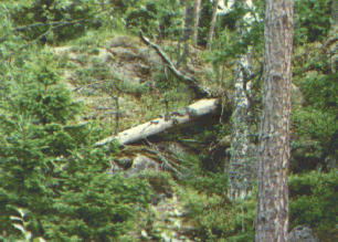 forest3.jpg