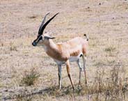 gazelle.jpg