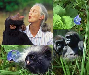 goodall_collage.jpg