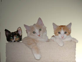 kitties.1jpg.jpg
