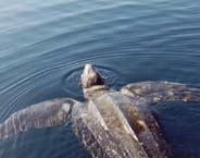 leatherback.jpg