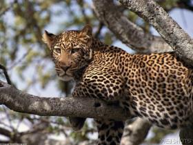 leopard.jpg