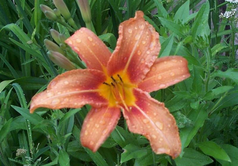 lily.jpg