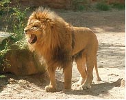 lion.jpg