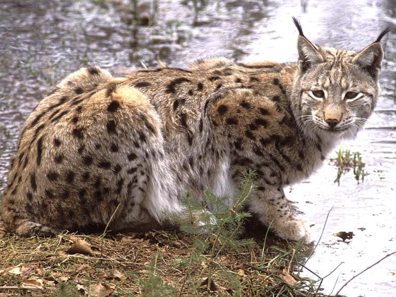 lynx.jpg