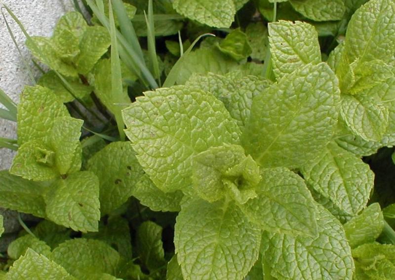 mintleaves.jpg