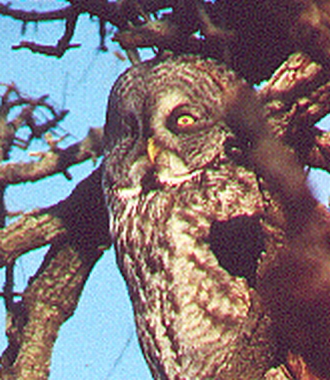 new_great_owleye.jpg