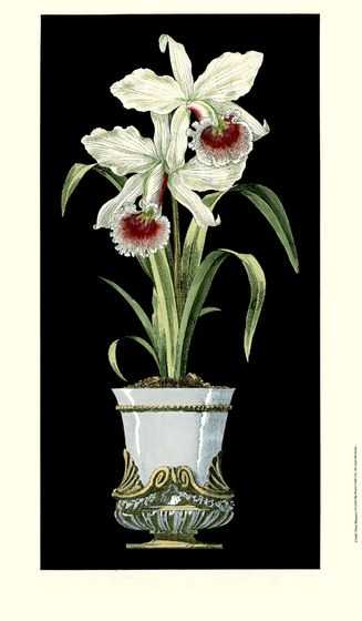 orchidsinvase.jpg