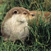 otter.jpg
