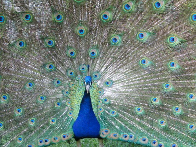 peacock.jpg