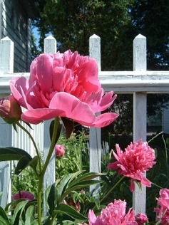 peony2_large.jpg