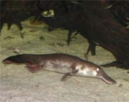 platypus.jpg