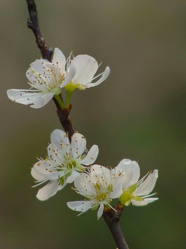 plumblossom.jpg