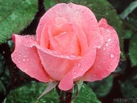 rose.jpg