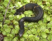 serpent.jpg