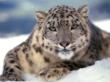 snwleopard.jpg