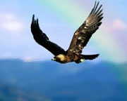 soaring.jpg