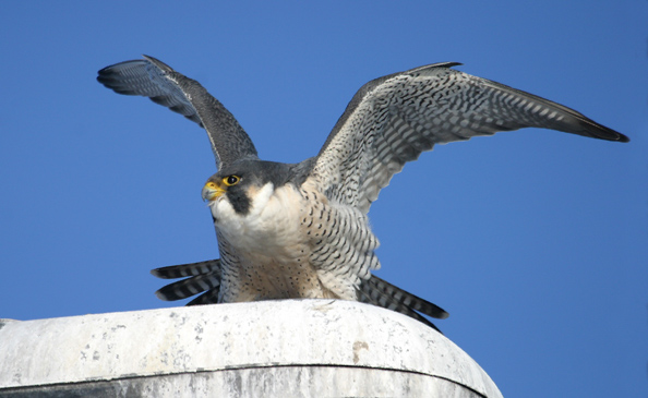 surgefalcon.jpg