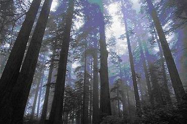 treesdouble.jpg