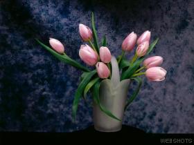 tulips.jpg