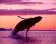 whale.jpg