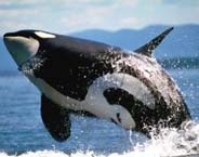whaleorca.jpg