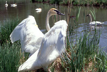 wmswan72.jpg